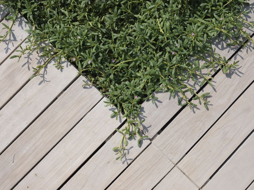 Lame de terrasse bois : essences, pose et prix